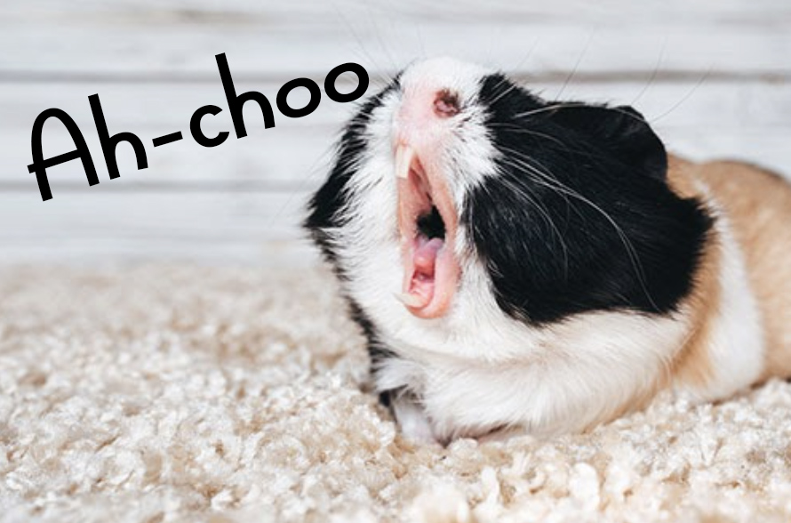 1635477207_guinea pig sneeze.jpg